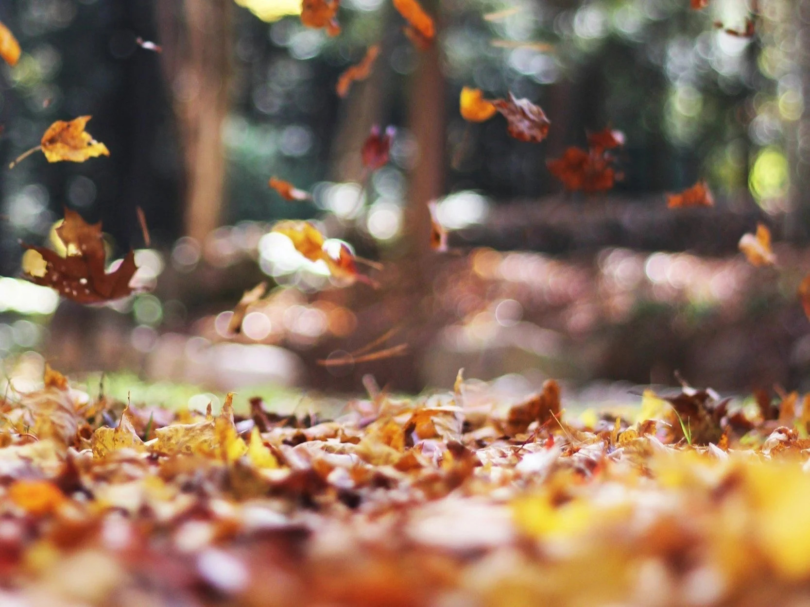 Autumn 26